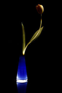 Orange Tulpe - blaue Vase by Gerald Albach