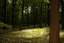 Bärlauch im Laubbärwald - Allium ursinum von Gerald Albach