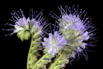 Büschelschön! Ach wie schön ist Wet-Phacelia! by Gerald Albach