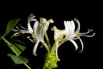 Waldgeißblatt - Blüten von Gerald Albach