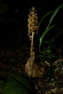 Nistplatz der Orchidee Vogel-Nestwurz by Gerald Albach