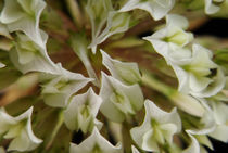 Schmetterlinge im Blütenköpfchen - Weiß-Klee von Gerald Albach