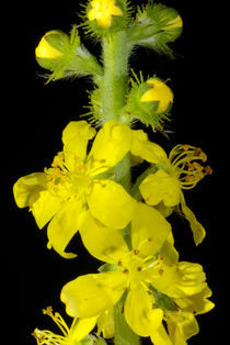 Gelbe Blüten-Gemeinheit - Gemeiner Odermennig by Gerald Albach