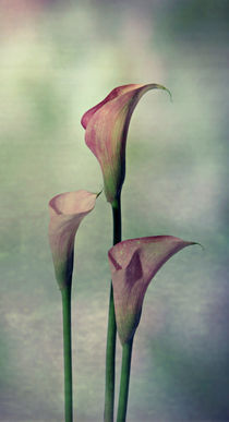 Calla von Susann Mielke