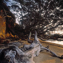 POHUTUKAWA von Rainer Elpel