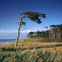 WINDFLÜCHTER by Rainer Elpel