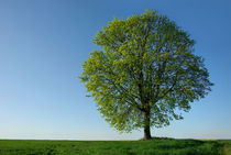 Maibaum von mercedes