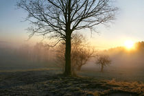 Morgens im Bayerischen Wald von mercedes