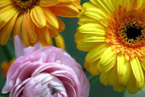 Ranunkeln und Gerbera by mercedes