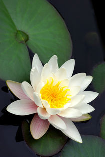 Lotusblüte von mercedes