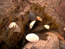 Muschelkrebs von Andreas Deutschmann