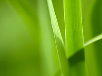 Green Bokeh von André Soujon