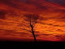 Baum im Morgenrot von Stefan Kuhn