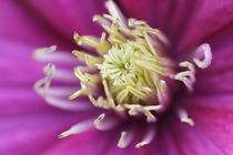 Wunderschöne Clematis  von Detlef Otte