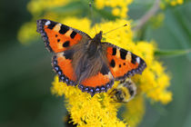 Butterfly on flowers von Detlef Otte