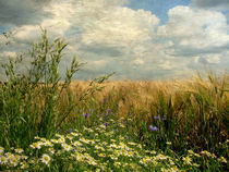 Gräser und Feldblumen (Vintage) by Mathias May