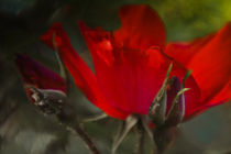 Geheimnisvolle Rosen von Mandy Tabatt