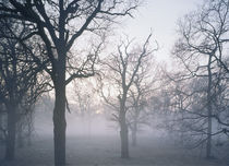 Elbauen im Nebel von Sebastian Kaps