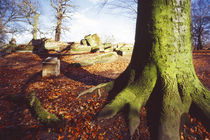 Ruine der Solitude von Sebastian Kaps