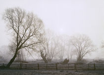 Elbauen im Novembernebel by Sebastian Kaps