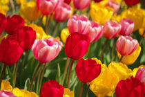 A lot of tulips von AD DESIGN Photo + PhotoArt