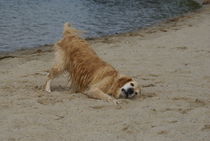 Goldie love Sand by kattobello