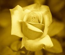 Yellow Rose by kattobello