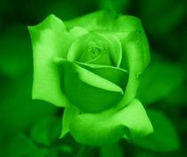Green Rose von kattobello