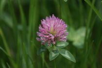 Glücksblüte von kattobello