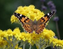 Diestelfalter auf gelber Blüte 1 von kattobello