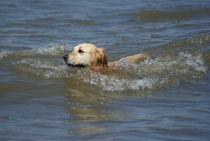 Goldie im Wellenmeer von kattobello