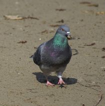 Strandspaziergang by kattobello