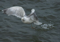 Flug übers Wattenmeer by kattobello