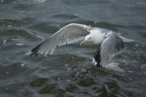 Flug über die Nordsee by kattobello