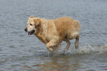 Goldie im Wattenmeer 2 von kattobello