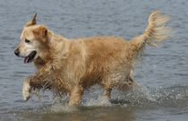 Goldie im Wattenmeer 3 von kattobello