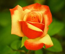 Rose Power von kattobello