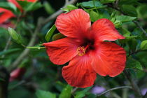 Roter Hibiskus von kattobello