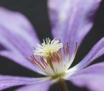 Clematis von inti