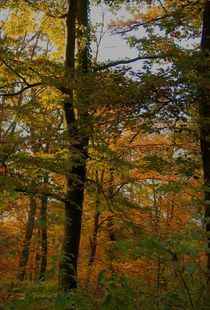 Herbstgold im Wald by inti