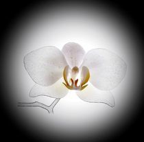 Orchidee 1 von inti