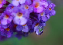 Wassertropfen statt Schmetterling von inti