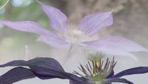 Traum einer Clematis by inti