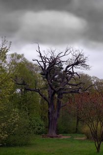 HOLZ  Eine uralte Eiche von inti