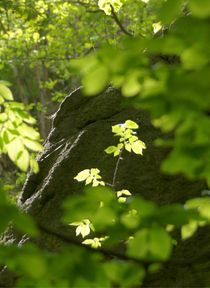 Helles Grün,düsterer Felsen by inti