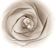 Sepia-Rose von inti