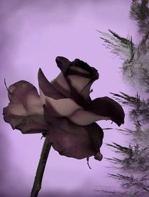 ...Wenn die Rosen Trauer tragen...  Variante II by inti
