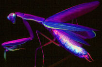 Purple Mantis von Rainar Nitzsche