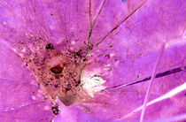 Trichternetzspinne in Pink von Rainar Nitzsche
