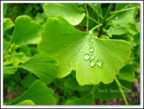 Ginko in the rain by Ines Schäfer